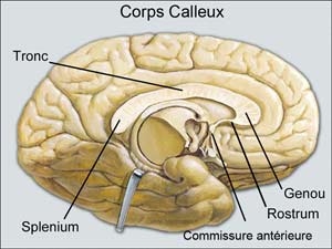 Corps caleux