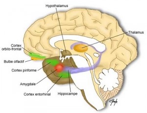 Hippocampe