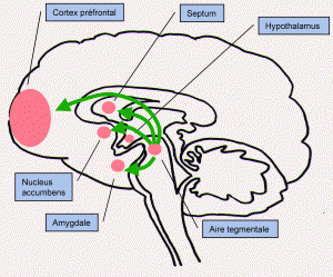 Préfrontal